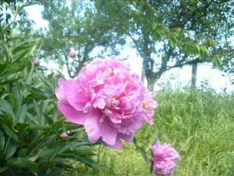 Valeriu Sterian-Fericire