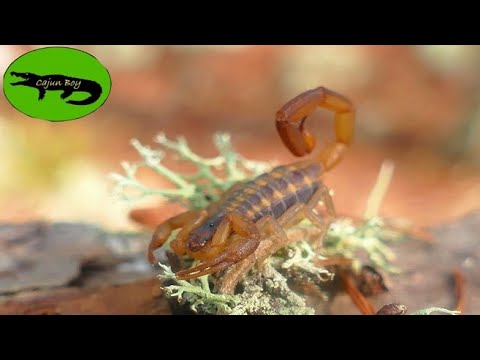 1st YouTube video about are there scorpions in florida
