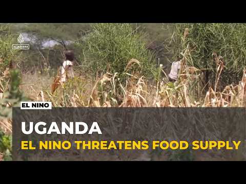 El Nino threatens food security: World food programme warns of hunger crisis