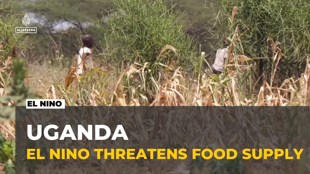 El Nino threatens food security: World food programme warns of hunger crisis