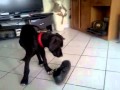 That S What My Dog Do With My Shoe