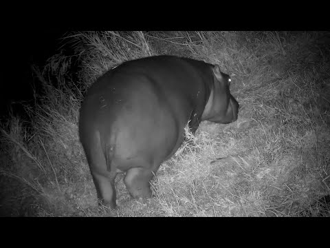 A Hungry Hippo Grazing