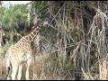 DisneyInMYEyes Disney S Kilimanjaro Safari
