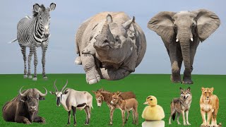 Adorable Moments of Animals: Zebra, Rhinoceros, Elephant, Buffalo, Antelope – Animal Moments