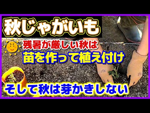 園芸 月に合わせてジャガイモを育てる