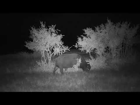 Djuma: Two African Buffalo on their own - 21:53 - 11/27/20