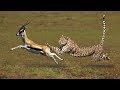 Most Amazing Big Cats Hunting Attack Compilation Cheetah Lions Jaguar Leopard