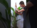 5 Tips to Grow a Massive Bird of Paradise