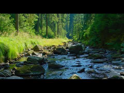 4K HDR Babbling Brook - Trickling Forest Creek - Water Sounds - Relaxing Nature Video