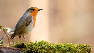 POWERFUL MEDITATION SOUNDSCAPE