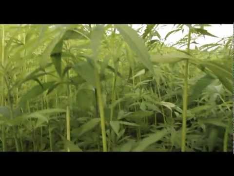 CANNABIS POSITIV YOUNG LION