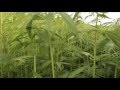 CANNABIS POSITIV YOUNG LION