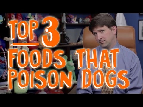 YouTube video about: Are horse apples poisonous to dogs?