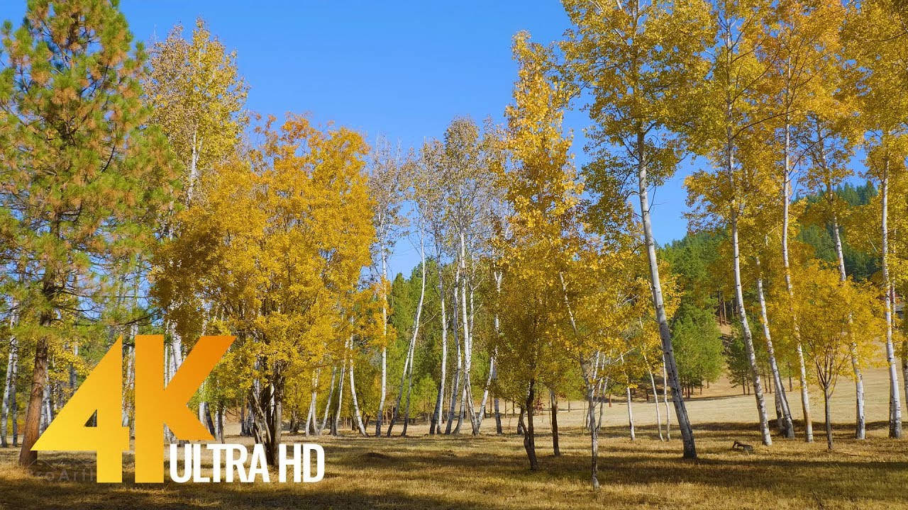 Fall Foliage Episode-1 | Beautifull Fall Leaf Colors & Relaxing Music in 4K UHD