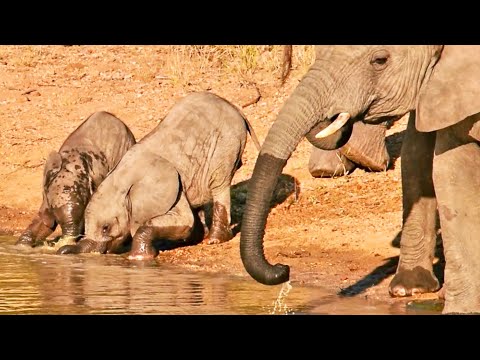 Baby Elephants Discover Water for the First Time