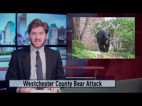 NY Bedford Westchester County Seven Year–Old Boy Attacked By A Bear
