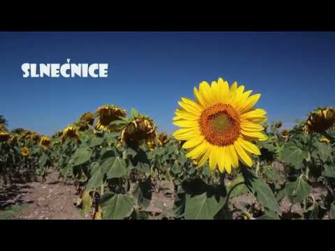 Slnečnice Varga,Hammel