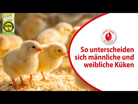 Geschlechtsbestimmung bei Küken - wir ziehen die männlichen Küken auf.