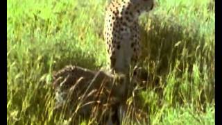 Millenium IV: Cheetahs.The winning streak - Part V