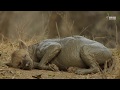 Safari Diaries Hyena Mud Bath Gets Interrupted