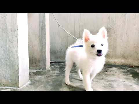 #Pomeranian puppy Beast Mode #Theerai thee pidikum#Thalapathy 66 #Pomeranian #Beast #Cute dog #puppy