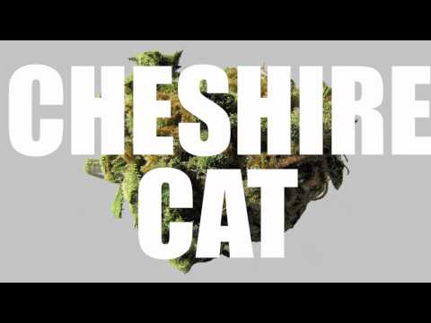 Dr Bloodnugget - Machine Made HD