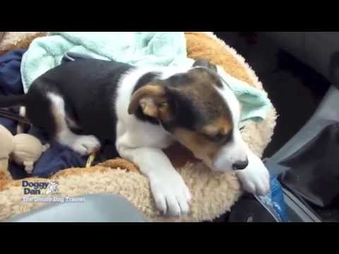 How to Train a Puppy - Your puppies First Trip in the Car