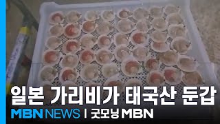 일본산 가리비가 태국산으로…'관세 감면' 악용 덜미 [굿모닝 MBN]