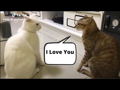 Cats Talking Compilation | Cats Can Talk | Cats Talking To Each Other | Try Not To Laugh