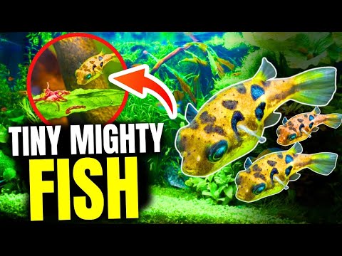 The 10 BEST Pea Puffer Tank Mates...