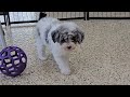 Miniature Poodle dogs for sale: Crosby - Video 1