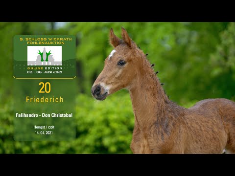 5. Schloss Wickrath Fohlenauktion Online Lot 20 Friederich Hengst v. Falihandro - Don Christobal