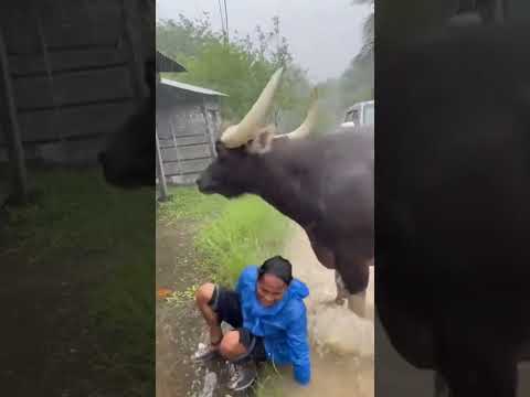 Massive Bull Attacks Car in Flooded Street — Tourists Run for Their Lives!