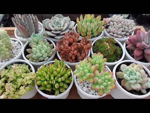 冬のトリカブトを増やす: これがその方法です 植物