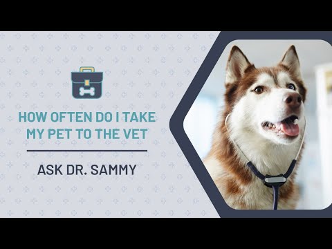 How Often Do I Take My Pet To The Vet | Eastwood Animal Clinic