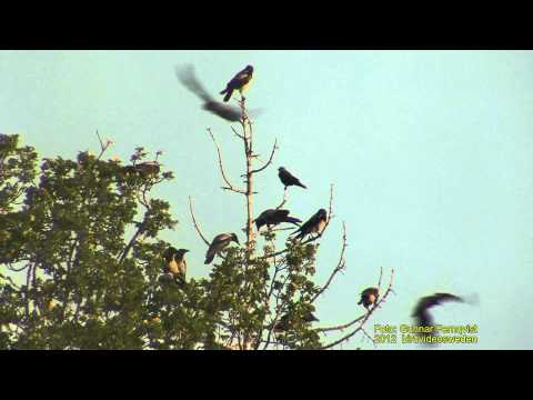 KRÅKA  Hooded Crow  (Corvus cornix)  Klipp - 706  S/U