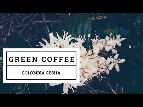 download lagu mp3 mp4 Geisha Green Coffee Beans, download lagu Geisha Green Coffee Beans gratis, unduh video klip Geisha Green Coffee Beans