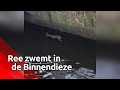 Verdwaalde ree spartelt door De Binnendieze in Den Bosch