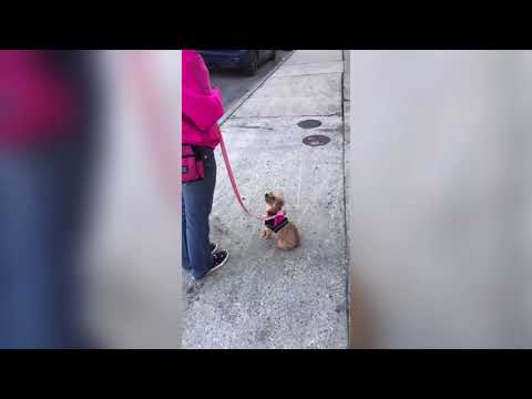 Compilation Video Progress Report: Ruby Roux, Sat. Feb. 1st, 2020