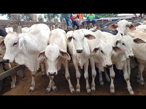 FEIRA DE GADO DE CAMPO GRANDE-AL 👍 06/11/2025 #nordeste 