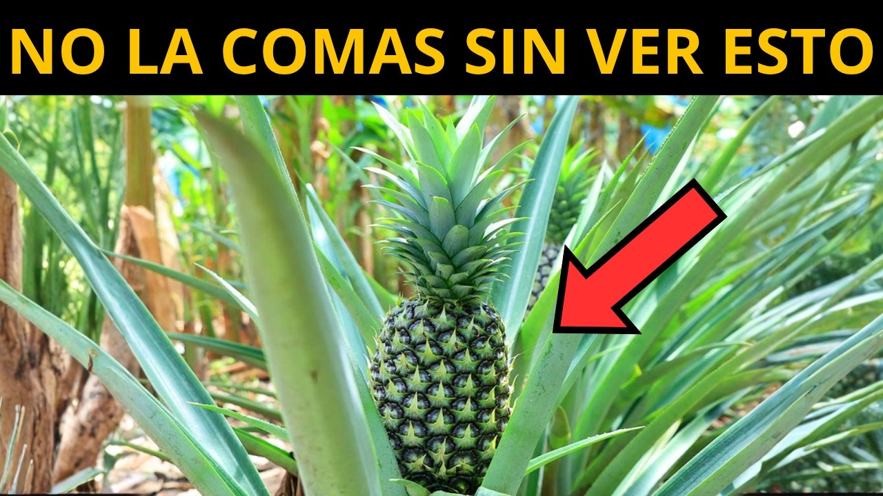 DEBES comer PIÑA por ESTO - 7 Grandes Beneficios