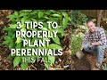 3 Tips to Properly Plant Perennials This Fall - #Shorts #perennials #planting