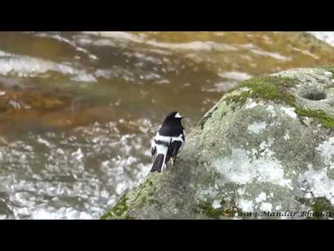 vidličiarka malá (Enicurus scouleri) — biotop a pohyb