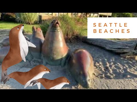 Beautiful Beaches and Sunsets in Seattle, Washington State