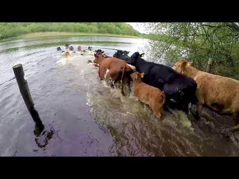 Cows swimming 100m across lake to graze at remote National Trust wildlife haven