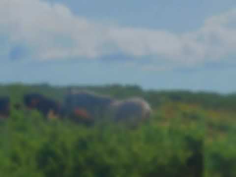 Festa do Xamón - A Cañiza