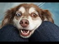 Cuteandfunnydogsvideos Newdogvideos Baby Dog Video Funny Love Animals AFV