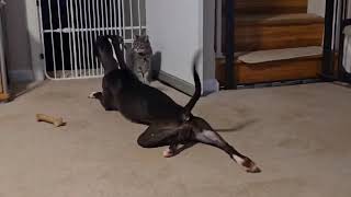 Video preview image #1 Mutt Puppy For Sale in Rockville, MD, USA