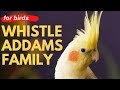 ADDAMS FAMILY WHISTLE Cockatiel Singing Training Bird Whistling Practice