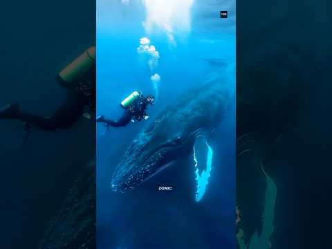 Blue Whale 🐋 | Facts Zonic | #shorts #youtubeshorts
